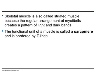 © 2014 Pearson Education, Inc.
 Skeletal muscle is also called striated muscle
because the regular arrangement of myofibrils
creates a pattern of light and dark bands
 The functional unit of a muscle is called a sarcomere
and is bordered by Z lines
 