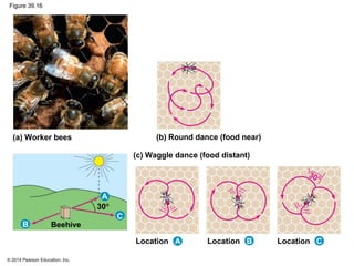 © 2014 Pearson Education, Inc.
Figure 39.16
(a) Worker bees (b) Round dance (food near)
(c) Waggle dance (food distant)
Location A Location B Location C
Beehive
A
B
C
30°
30°
 