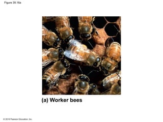 © 2014 Pearson Education, Inc.
Figure 39.16a
(a) Worker bees
 