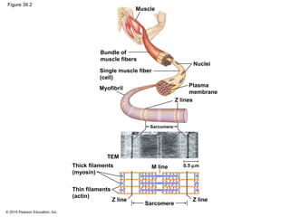 © 2014 Pearson Education, Inc.
Figure 39.2
Muscle
Bundle of
muscle fibers
Nuclei
Z lines
Myofibril
Single muscle fiber
(cell)
Plasma
membrane
Sarcomere
Thick filaments
(myosin)
Z line
Sarcomere
Thin filaments
(actin)
Z line
M line
TEM
0.5 µm
 