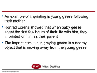 © 2014 Pearson Education, Inc.
 An example of imprinting is young geese following
their mother
 Konrad Lorenz showed that when baby geese
spent the first few hours of their life with him, they
imprinted on him as their parent
 The imprint stimulus in greylag geese is a nearby
object that is moving away from the young geese
Video: Ducklings
 