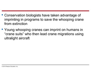 © 2014 Pearson Education, Inc.
 Conservation biologists have taken advantage of
imprinting in programs to save the whooping crane
from extinction
 Young whooping cranes can imprint on humans in
“crane suits” who then lead crane migrations using
ultralight aircraft
 