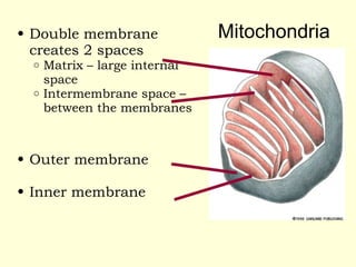 definition and clarification of Mitochondria.ppt