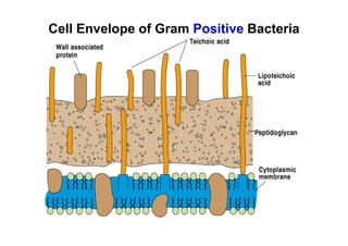 3a. Bacterial Cell Biology_v2_ Differences btn eukaryotic and ...