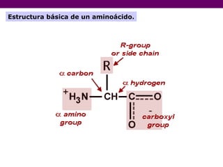 Estructura básica de un aminoácido. 
 