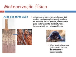 Ação dos seres vivos As sementes germinam em fendas das rochas e originam plantas cujas raízes se instalam nessas fendas, contribuindo para o alargamento das fraturas e fragmentação da rocha em blocos. Alguns animais cavam galerias nas rochas, favorecendo a desagregação. Meteorização física 
