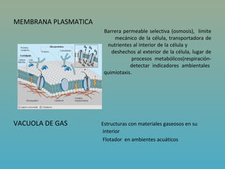 MEMBRANA PLASMATICA
                       Barrera permeable selectiva (osmosis), limite
                           mecánico de la célula, transportadora de
                        nutrientes al interior de la célula y
                          deshechos al exterior de la célula, lugar de
                                   procesos metabólicos(respiración-
 fotosíntesis)                    detectar indicadores ambientales
 para                  quimiotaxis.




VACUOLA DE GAS        Estructuras con materiales gaseosos en su
                      interior
                       Flotador en ambientes acuáticos
 