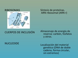 RIBOSOMAS              Síntesis de proteínas.
                        ARN ribosomal (ARN r)




CUERPOS DE INCLUSIÓN   Almacenaje de energía de 
                         reserva: carbón, fosfatos 
                         y otros.

NUCLEOIDE              Localización del material 
                         genético (DNA de doble 
                         cadena, forma circular, 
                         sin extremos)
 
