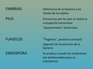 FIMBRIAS                              Adherencia de la bacteria a las 
                                      células de los tejidos
PILIS                                          Estructuras por los que se realiza la 
                                      conjugación bacteriana:
                                      "apareamiento" bacteriano.


FLAGELOS                              “Flagelina”, proteína contráctil
                                      organelo de locomoción de la 
                                      bacteria
ENDOSPORA                             Se produce cuando las condiciones 
                                      son desfavorables para su 
                                      subsistencia
 