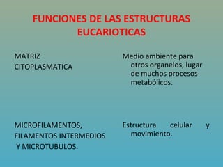 FUNCIONES DE LAS ESTRUCTURAS
           EUCARIOTICAS

MATRIZ                   Medio ambiente para 
CITOPLASMATICA            otros organelos, lugar 
                          de muchos procesos 
 
                          metabólicos.
 



MICROFILAMENTOS,         Estructura  celular        y 
FILAMENTOS INTERMEDIOS     movimiento.
 Y MICROTUBULOS.          
 