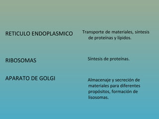 RETICULO ENDOPLASMICO   Transporte de materiales, síntesis
                           de proteínas y lípidos.



RIBOSOMAS                 Síntesis de proteínas.



APARATO DE GOLGI          Almacenaje y secreción de
                          materiales para diferentes
                          propósitos, formación de
                          lisosomas.
 