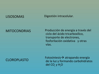 LISOSOMAS      Digestión intracelular.



MITOCONDRIAS   Producción de energía a través del
               ciclo del ácido tricarboxílico,
               transporte de electrones,
               fosforilación oxidativa y otras
               vías.


               Fotosíntesis atrapando energía
CLOROPLASTO    de la luz y formando carbohidratos
               del CO2 y H2O
 