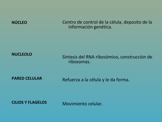 NÚCLEO              Centro de control de la célula, deposito de la
                      información genética.




NUCLEOLO
                    Síntesis del RNA ribosómico, construcción de
                       ribosomas.


PARED CELULAR       Refuerza a la célula y le da forma.



CILIOS Y FLAGELOS   Movimiento celular.
 