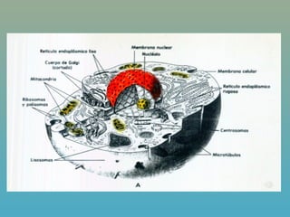 3 a. microcomun  clasificacion pro y euc