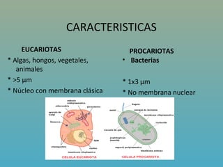 CARACTERISTICAS
     EUCARIOTAS                   PROCARIOTAS
* Algas, hongos, vegetales,     • Bacterias
   animales
* >5 µm                         * 1x3 µm
* Núcleo con membrana clásica   * No membrana nuclear
 