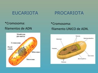 EUCARIOTA         PROCARIOTA

*Cromosoma:         *Cromosoma:
filamentos de ADN   filamento UNICO de ADN.
 