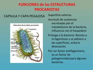 FUNCIONES de las ESTRUCTURAS
                PROCARIOTAS
CAPSULA Y CAPA PEGAJOSA Superficie externa.
                            Acumulo de sustancias
                               excretadas por el
                               metabolismo de la bacteria,
                               influencia con el hospedero
                            Protege a la bacteria: Resiste a
                               la fagocitosis y se adhiere a
                               las superficies, evita la
                               desecación.
                            Por ser factor antifagocitario,
                               es un factor de
                               patogenicidad para algunas
                               bacterias
 