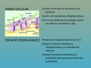 PARED CELULAR          Estrato firme que le da forma a la
                          bacteria.
                       Sostén de membrana citoplasmática.
                       Por su consistencia le protege contra
                          los efectos mecánicos: lisis.




ESPACIO PERIPLASMICO   Presente en algunas bacterias (G-)
                       Espacio entre la membrana
                          citoplasmática y la membrana
                          externa
                       Contiene enzimas hidrolíticas y
                          proteínas para procesamiento de
                          nutrientes
 