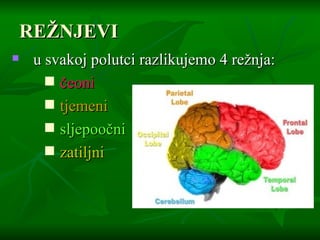 REŽNJEVI u svakoj polutci razlikujemo 4 režnja: čeoni  tjemeni sljepoočni zatiljni 