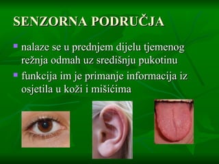 SENZORNA PODRUČJA nalaze se u prednjem dijelu tjemenog režnja odmah uz središnju pukotinu  funkcija im je primanje informacija iz osjetila u koži i mišićima  