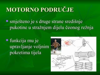 MOTORNO PODRUČJE smješteno je s druge strane središnje pukotine u stražnjem dijelu čeonog režnja   funkcija mu je  upravljanje voljnim  pokretima tijela   