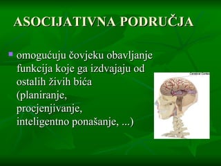 ASOCIJATIVNA PODRUČJA omogućuju čovjeku obavljanje  funkcija koje ga izdvajaju od  ostalih živih bića  (planiranje,  procjenjivanje,  inteligentno ponašanje, ...) 