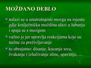MOŽDANO DEBLO nalazi se u unutrašnjosti mozga na mjestu gdje kralježnička moždina ulazi u lubanju i spaja se s mozgom važno je jer upravlja reakcijama koje su nužne za preživljavanje  tu ubrajamo: disanje, kucanje srca, žvakanje i izlučivanje sline, spavanje, ... 