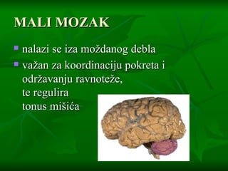 MALI MOZAK nalazi se iza moždanog debla važan za koordinaciju pokreta i održavanju ravnoteže,  te regulira  tonus mišića   