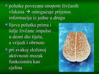 polutke povezane snopom živčanih vlakana    omogućuje prijenos informacija iz jedne u drugu lijeva polutka prima i  šalje živčane impulse  u desni dio tijela,  a vrijedi i obrnuto pri svakoj složenoj  aktivnosti mozak  funkcionira kao  cjelina 