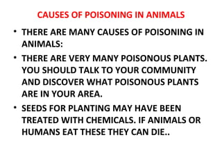CAUSES OF POISONING IN ANIMALS THERE ARE MANY CAUSES OF POISONING IN ANIMALS:  THERE ARE VERY MANY POISONOUS PLANTS. YOU SHOULD TALK TO YOUR COMMUNITY AND DISCOVER WHAT POISONOUS PLANTS ARE IN YOUR AREA.  SEEDS FOR PLANTING MAY HAVE BEEN TREATED WITH CHEMICALS. IF ANIMALS OR HUMANS EAT THESE THEY CAN DIE..  
