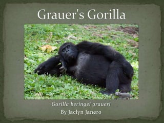 Gorilla beringei graueri
By Jaclyn Janero
Gorilladoctorsblog.com
 