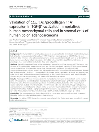 RESEARCH ARTICLE Open Access
Validation of COL11A1/procollagen 11A1
expression in TGF-β1-activated immortalised
human mesenchymal cells and in stromal cells of
human colon adenocarcinoma
José A Galván1,2,6
, Jorge García-Martínez1,2
, Fernando Vázquez-Villa2
, Marcos García-Ocaña2,3
,
Carmen García-Pravia2,4
, Primitiva Menéndez-Rodríguez4
, Carmen González-del Rey4
, Luis Barneo-Serra1,2
and Juan R de los Toyos2,5*
Abstract
Background: The human COL11A1 gene has been shown to be up-regulated in stromal cells of colorectal tumours,
but, so far, the immunodetection of procollagen 11A1, the primary protein product of COL11A1, has not been
studied in detail in human colon adenocarcinomas. Some cancer-associated stromal cells seem to be derived from
bone marrow mesenchymal cells; the expression of the COL11A1 gene and the parallel immunodetection of
procollagen 11A1 have not been evaluated in these latter cells, either.
Methods: We used quantitative RT-PCR and/or immunocytochemistry to study the expression of DES/desmin, VIM/
vimentin, ACTA2/αSMA (alpha smooth muscle actin) and COL11A1/procollagen 11A1 in HCT 116 human colorectal
adenocarcinoma cells, in immortalised human bone marrow mesenchymal cells and in human colon
adenocarcinoma-derived cultured stromal cells. The immunodetection of procollagen 11A1 was performed with the
new recently described DMTX1/1E8.33 mouse monoclonal antibody. Human colon adenocarcinomas and non-malignant
colon tissues were evaluated by immunohistochemistry as well. Statistical associations were sought between
anti-procollagen 11A1 immunoscoring and patient clinicopathological features.
Results: Procollagen 11A1 was immunodetected in human bone marrow mesenchymal cells and in human
colon adenocarcinoma-associated spindle-shaped stromal cells but not in colon epithelial or stromal cells of
the normal colon. This immunodetection paralleled, in both kinds of cells, that of the other mesenchymal-
related biomarkers studied: vimentin and alpha smooth muscle actin, but not desmin. Thus, procollagen 11A1+
adenocarcinoma-associated stromal cells are similar to “activated myofibroblasts”. In the series of human colon
adenocarcinomas here studied, a high procollagen 11A1 expression was associated with nodal involvement
(p = 0.05), the development of distant metastases (p = 0.017), and advanced Dukes stages (p = 0.047).
Conclusion: The immunodetection of procollagen 11A1 in cancer-associated stromal cells could be a useful
biomarker for human colon adenocarcinoma characterisation.
Keywords: Procollagen 11A1, Human bone marrow mesenchymal cells, Cancer-associated stromal cells, Human
colon adenocarcinoma
* Correspondence: jrtoyos@uniovi.es
2
Oncology University Institute of the Principality of Asturias (IUOPA), 33006
Oviedo, Spain
5
Immunology Department, School of Medicine and Health Sciences,
University of Oviedo, c/ Julián Clavería s/n, 33006 Oviedo, Spain
Full list of author information is available at the end of the article
© 2014 Galván et al.; licensee BioMed Central Ltd. This is an Open Access article distributed under the terms of the Creative
Commons Attribution License (http://creativecommons.org/licenses/by/4.0), which permits unrestricted use, distribution, and
reproduction in any medium, provided the original work is properly credited. The Creative Commons Public Domain
Dedication waiver (http://creativecommons.org/publicdomain/zero/1.0/) applies to the data made available in this article,
unless otherwise stated.
Galván et al. BMC Cancer 2014, 14:867
http://www.biomedcentral.com/1471-2407/14/867
 