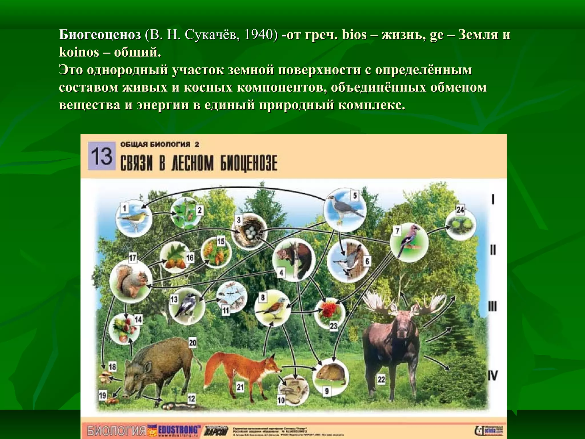 БиогеоценозБиогеоценоз (В. Н. Сукачёв, 1940)(В. Н. Сукачёв, 1940) --от греч.от греч. biosbios – жизнь,– жизнь, gege – Земля и– Земля и
koinoskoinos – общий.– общий.
Это однородный участок земной поверхности с определённымЭто однородный участок земной поверхности с определённым
составом живых и косных компонентов, объединённых обменомсоставом живых и косных компонентов, объединённых обменом
вещества и энергии в единый природный комплекс.вещества и энергии в единый природный комплекс.
 