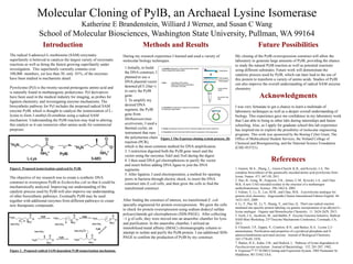 Molecular Cloning of PylB, an Archaeal Lysine Isomerase
Katherine E Brandenstein, Williard J Werner, and Susan C Wang
School of Molecular Biosciences, Washington State University, Pullman, WA 99164
Introduction
The radical S-adenosyl-L-methionine (SAM) enzymatic
superfamily is believed to catalyze the largest variety of enzymatic
reactions as well as being the fastest growing superfamily under
investigation. This superfamily currently contains over
100,000 members, yet less than 50, only .01%, of the enzymes
have been studied in mechanistic detail.
Pyrrolysine (Pyl) is the twenty-second proteogenic amino acid and
is naturally found in methanogenic prokaryotes. Pyl derivatives
have been used in the medical industry for imaging, as probes for
ligation chemistry, and investigating enzyme mechanisms. The
biosynthetic pathway for Pyl includes the proposed radical SAM
enzyme PylB, which is thought to catalyze the isomerization of L-
lysine to form 3-methyl-D-ornithine using a radical SAM
mechanism. Understanding the PylB reaction may lead to altering
this catalyst so it can isomerize other amino acids for commercial
purposes.
Figure1. Proposed isomerization catalyzed by PylB.
The objective of my research was to create a synthetic DNA
construct to overexpress PylB in Escherichia coli so that it could be
mechanistically analyzed. Improving our understanding of the
catalytic process used by PylB will also improve our understanding
of other biosynthetic pathways. Eventually PylB may be used
together with additional enzymes from different pathways to create
new therapeutic compounds.
Figure 2 . Proposed radical SAM-dependent PylB isomerization mechanism.
Methods and Results
During my research experience I learned and used a variety of
molecular biology techniques.
After finding the construct of interest, we transformed E. coli
specially engineered for protein overexpression. We grew the cells
to check for protein overexpression using sodium dodecyl sulfate
polyacrylamide gel electrophoresis (SDS-PAGE). After collecting
~1 g of cells, they were moved into an anaerobic chamber for lysis
and purification. In the anaerobic chamber, I utilized an
immobilized metal affinity (IMAC) chromatography column to
attempt to isolate and purify the PylB protein. I ran additional SDS-
PAGE to confirm the production of PylB by my construct.
Future Possibilities
My cloning of the PylB overexpression construct will allow the
laboratory to generate large amounts of PylB, providing the chance
to study the natural PylB reaction as well as potential reactions
using different substrates. Future work will demonstrate the
catalytic process used by PylB, which can later lead to the use of
this protein to transform a variety of amino acids. Studies of PylB
can also improve the overall understanding of radical SAM enzyme
chemistry.
Acknowledgments
I was very fortunate to get a chance to learn a multitude of
laboratory techniques as well as a deeper overall understanding of
biology. This experience gave me confidence in my laboratory work
that I am able to bring to other labs during internships and future
schooling. Also, as I apply for graduate school this lab experience
has inspired me to explore the possibility of molecular engineering
programs. This work was sponsored by the Boeing Cyber Grant, The
Office of Multicultural Student Services, the Voiland College of
Chemical and Bioengineering, and the National Science Foundation
(CHE-953721).
References
1. Gaston, M.A., Zhang, L., Green-Church, K.B., and Krzycki, J.A. The
complete biosynthesis of the genetically encoded amino acid pyrrolysine from
lysine. Nature. 471: 647-50, 2011.
2. Hao, B., Gong, W., Ferguson, T.K., James, C.M., Krzycki, J.A., and Chan,
M.K. A new UAG-encoded residue in the structure of a methanogen
methyltransferase. Science. 296:1462-6, 2002.
3. Fekner, T., Li, X., Lee, M.M., and Chan, M.K. A pyrrolysine analogue for
protein click chemistry. Angewandte Chemie International Edition English. 48:
1633-1635, 2009.
4. Li, Y., Pan, M., Li, Y., Huang, Y., and Guo, Q. Thiol-yne radical reaction
mediated site-specific protein labeling via genetic incorporation of an alkynyl-L-
lysine analogue. Organic and Biomolecular Chemistry. 11: 2624-2629, 2013.
5. Gerlt, J.A., Jacobson, M., and Babbit, P.. Enzyme Function Initiative, Radical
SAM Mini-Workshop, 23rd Enzyme Mechanisms Conference, Coronado, CA,
2013.
6. Chirpich, T.P., Zappia, V., Costilow, R.N., and Barker, H.A. Lysine 2,3-
aminomutase. Purification and properties of a pyridoxal phosphate and S-
adenosylmethionine-activated enzyme. Journal of Biological Chemistry.
245:1778-89, 1970.
7. Barker, H.A., Kahn, J.M., and Hedrick, L. Pathway of lysine degradation in
Fusobacterium nucleatum. Journal of Bacteriology. 152: 201-207, 1982.
8. ExpressoTM T7 SUMO Cloning and Expression System. 2905 Parmenter St,
Middleton, WI 53562 USA.
1.Initially, to build
the DNA construct, I
planned to use a
DNA plasmid vector
denoted pET-24a(+)
to carry the PylB
gene.
2. To amplify my
desired DNA
segment, the PylB
gene from
Methanosarcinae
acetivorans, I used a
thermal cycler, an
instrument that runs
the polymerase chain
reaction (PCR),
which is the most common method for DNA amplification.
3. I restriction digested both the PylB gene insert and the
vector using the enzymes NdeI and NotI during the digest.
4. I then used DNA gel electrophoresis to purify the vector
and insert before adding DNA ligase to join the DNA
segments.
5. After ligation, I used electroporation, a method for opening
pores in bacteria through electric shock, to insert the DNA
construct into E.coli cells, and then grew the cells to find the
transformed construct.
Figure 3 The Expresso cloning system process. (8)
PylB PylB
PylB
PylB
 