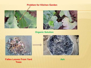 Organic Solution
Problem for Kitchen Garden
AshFallen Leaves From Yard
Trees
 