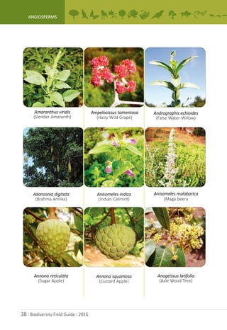 A.P.Biodiversity Field Guide | PDF