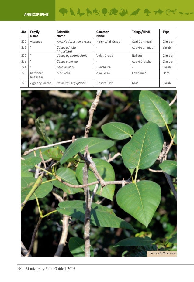 A.P.Biodiversity Field Guide A.P.Biodiversity Field Guide