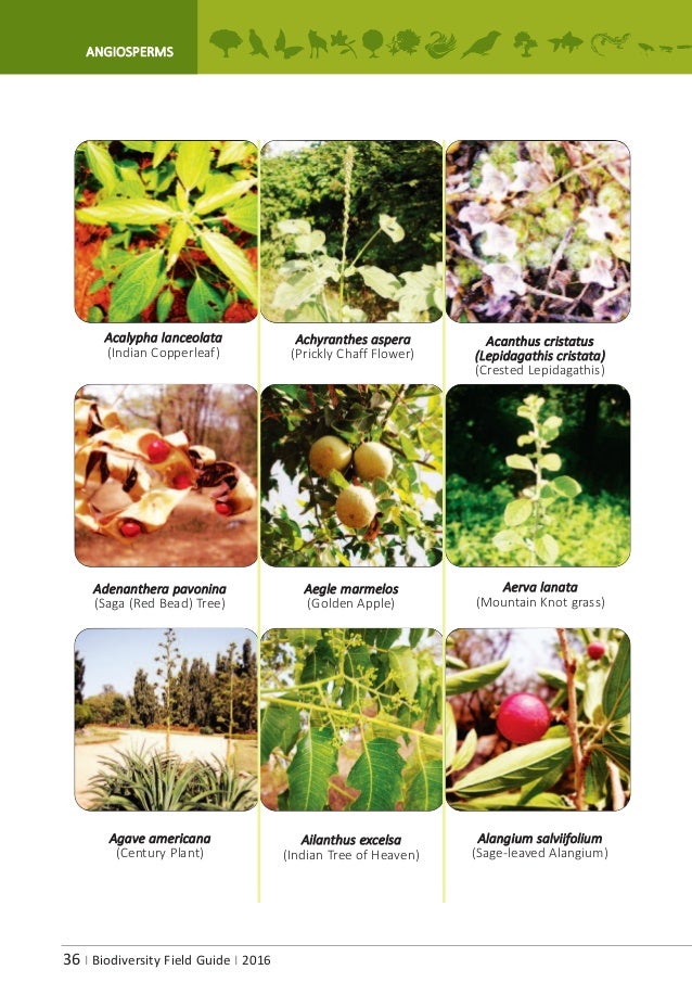 A.P.Biodiversity Field Guide
