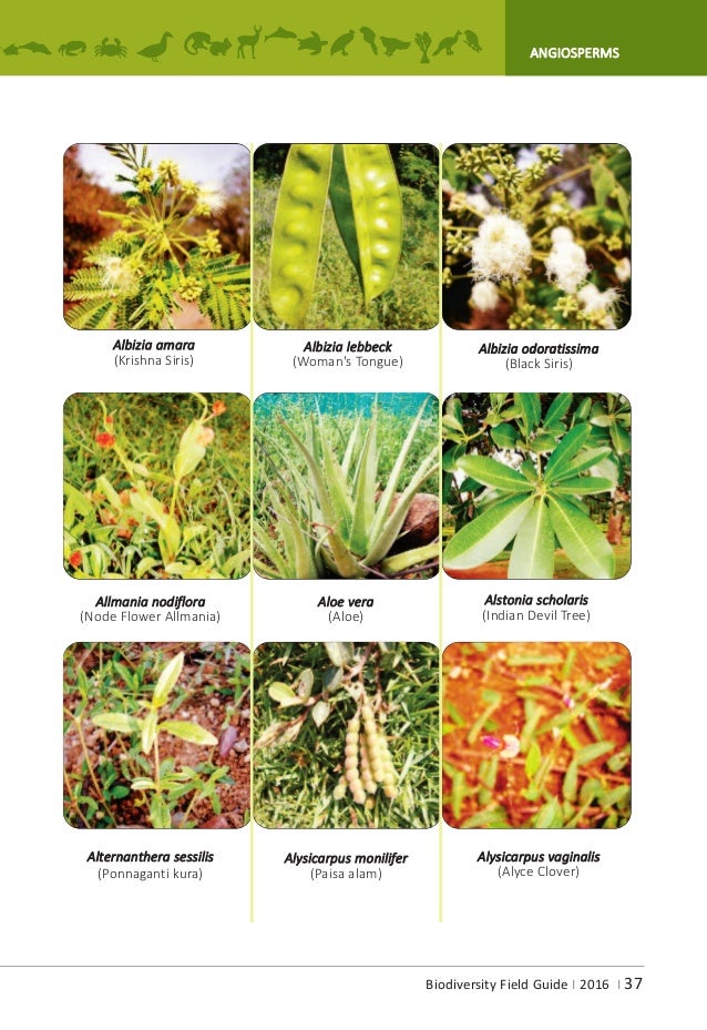 A.P.Biodiversity Field Guide
