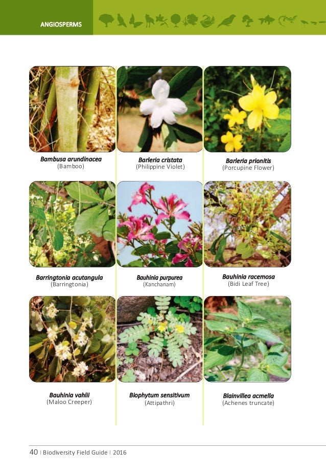 A.P.Biodiversity Field Guide A.P.Biodiversity Field Guide