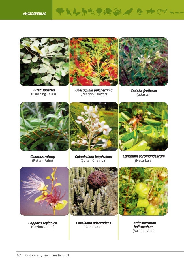 A.P.Biodiversity Field Guide A.P.Biodiversity Field Guide