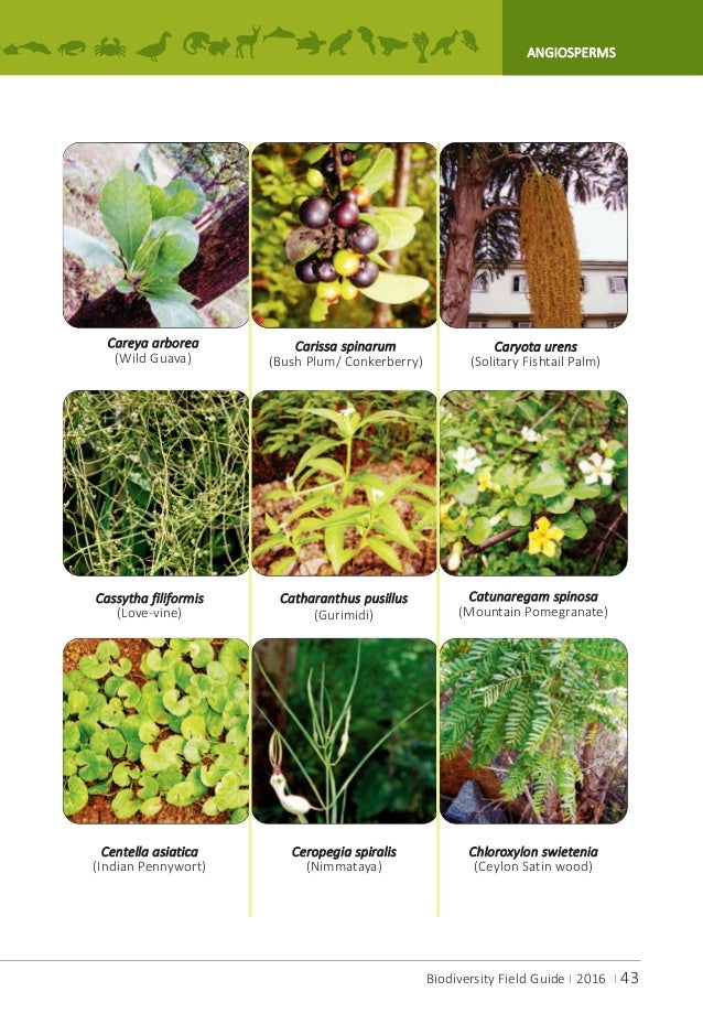 A P Biodiversity Field Guide