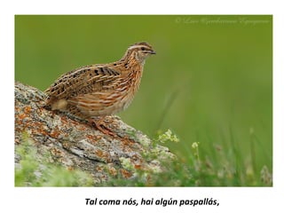 Tal coma nós, hai algún paspallás,
 