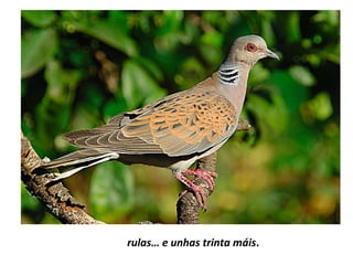 rulas… e unhas trinta máis.
 