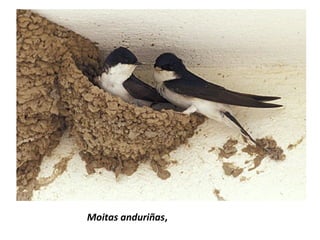 Moitas anduriñas,
 