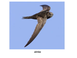 xirrios
 