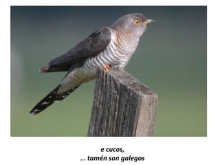 e cucos,
… tamén son galegos
 