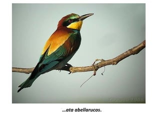 …ata abellarucos.
 
