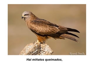 Hai miñatos queimados,
 