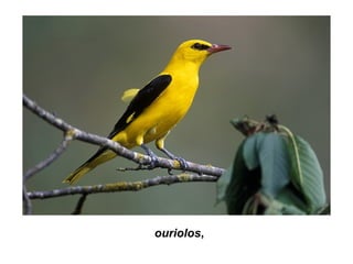 ouriolos,
 